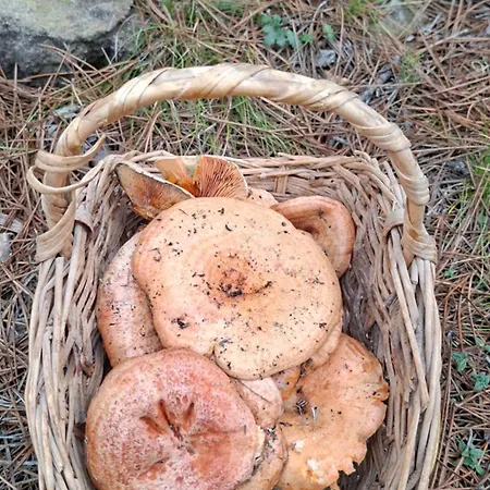 Masia Toranes - Destino Starlight Landsted Rubielos De Mora