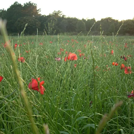 Masia Toranes - Destino Starlight *